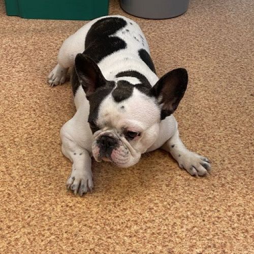 #BE228266 - Chien trouvé #BE228266 - Chien trouvé