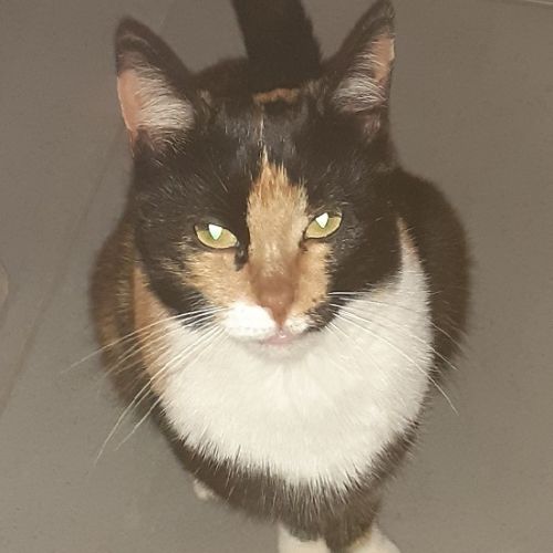 #BE228269 - Chat à adopter #BE228269 - Chat à adopter
