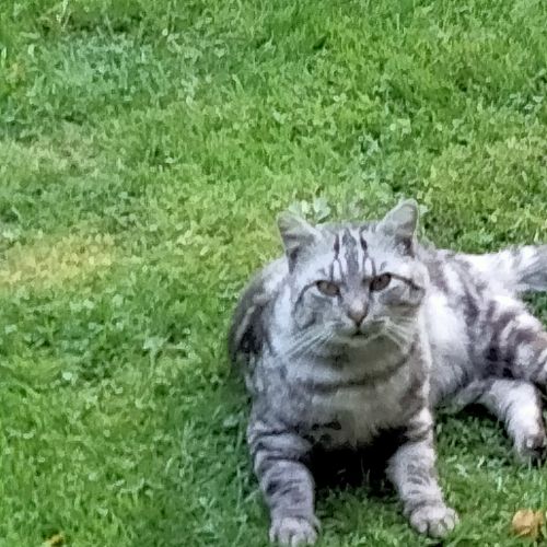 #BE228271 - Chat trouvé #BE228271 - Chat trouvé
