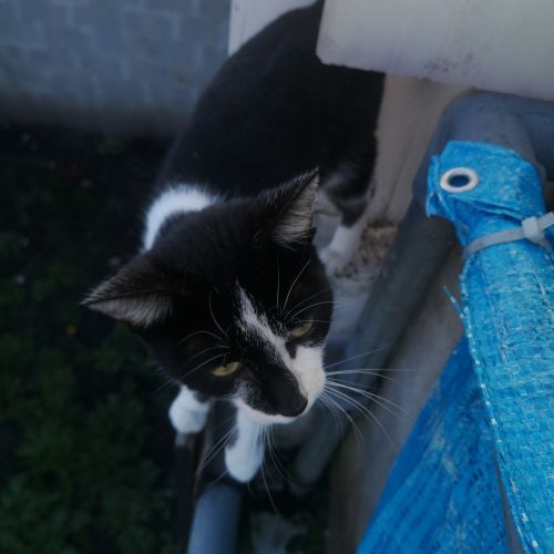 #BE228274 - Chat trouvé #BE228274 - Chat trouvé