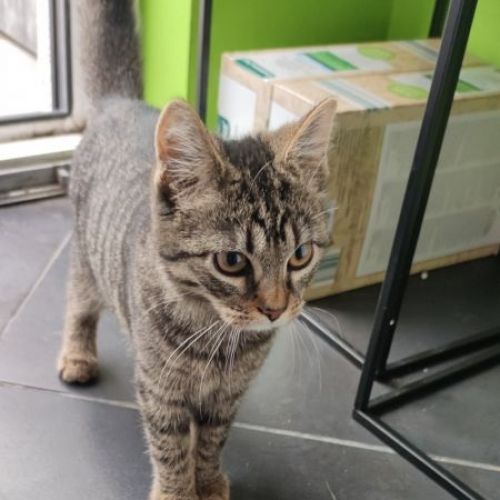 #BE228280 - Chat trouvé #BE228280 - Chat trouvé