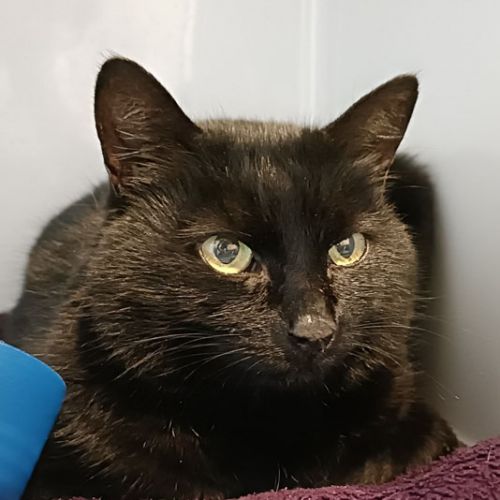 #BE228291 - Chat trouvé #BE228291 - Chat trouvé