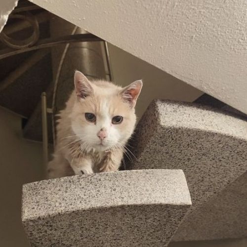 #BE228294 - Chat trouvé #BE228294 - Chat trouvé