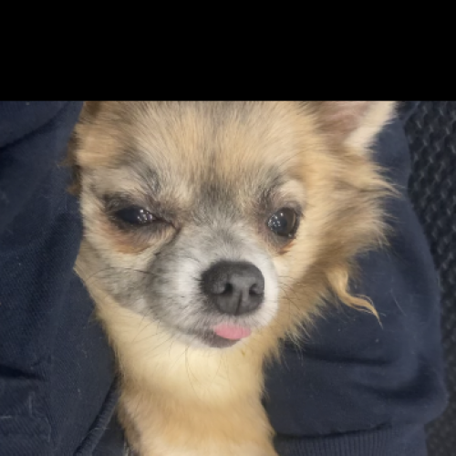 #BE228323 - Chien perdu #BE228323 - Chien perdu