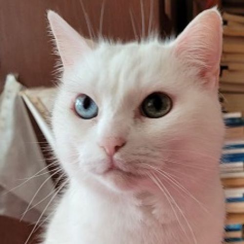 AnimalWeb BE228354 - Boule de neige - Chat perdu - Auvelais
