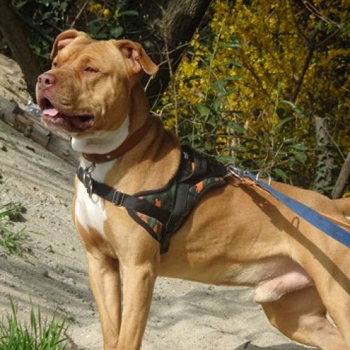 BE228357 - Milo - Chien à adopter - Anderlecht AnimalWeb