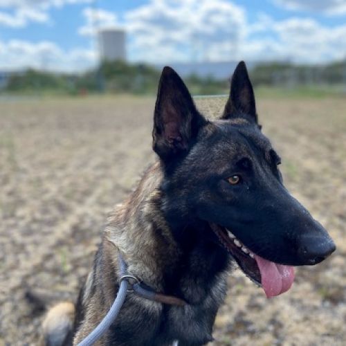 BE228360 - Max - Chien à adopter - Anderlecht AnimalWeb