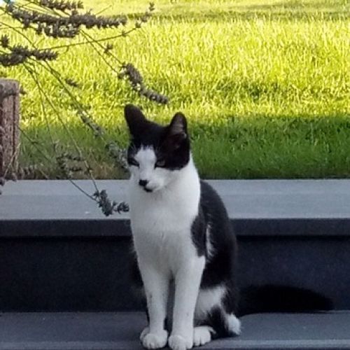 AnimalWeb #BE228368 - Khéops - Chat perdu - Temploux