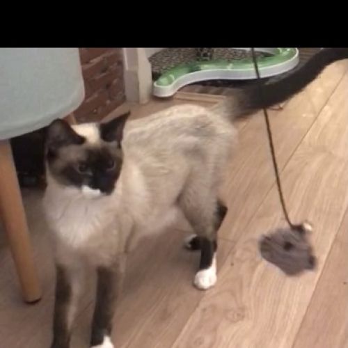 BE228370 - Yoda - Chat perdu - Ganshoren AnimalWeb