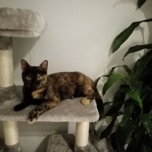 BE228374 - Caroline - Chat perdu - Woluwe-Saint-Lambert AnimalWeb