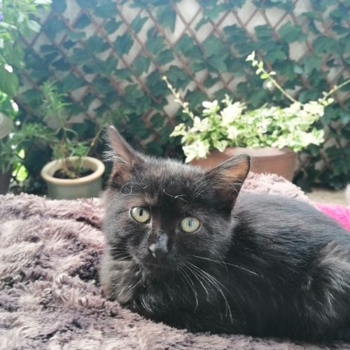 BE228386 - Capucine - Chat à Adopter - Namur AnimalWeb