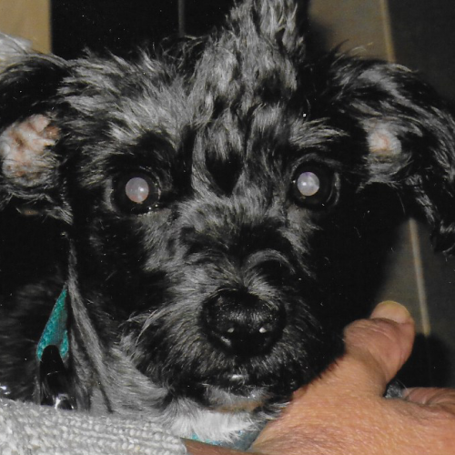 BE228387 - Delgado - Chien perdu - Châtelineau AnimalWeb