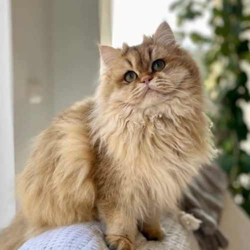 BE228391 - Capucine - Chat perdu - Messancy AnimalWeb
