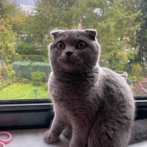 BE228400 - Cholly - Chat perdu - Anderlecht AnimalWeb
