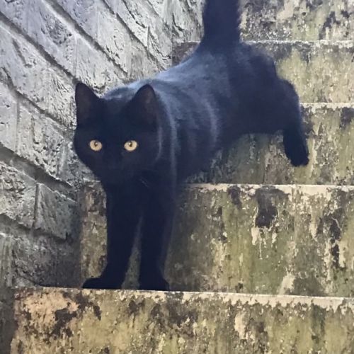 AnimalWeb BE228401 - Gus - Chat perdu - Boninne