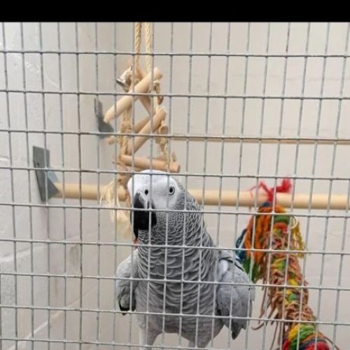 Gris Gabon smookey zellik Gris Gabon smookey zellik