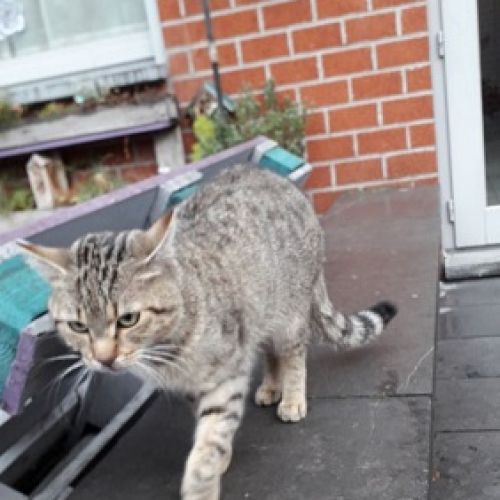 BE228418 - Chat trouvé - Mons AnimalWeb