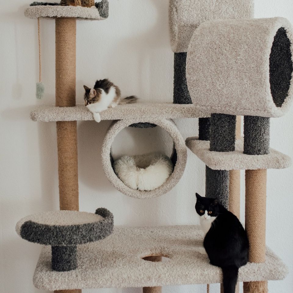 Bien choisir l'arbre à chats pour son chat