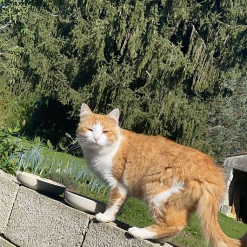 BE228420 - Mei - Chat perdu - Léglise AnimalWeb
