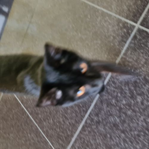 BE228422 - Chat trouvé - Frameries AnimalWeb