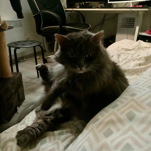 BE228423 - Gribouille - Chat perdu - Tubize AnimalWeb