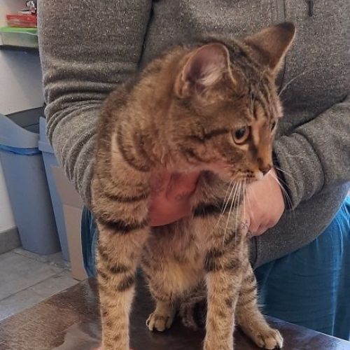 BE228425 - Chat trouvé - Liège AnimalWeb