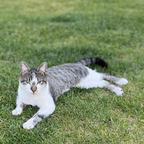 BE228429 - Azrael - Chat perdu - Braine-le-Comte AnimalWeb