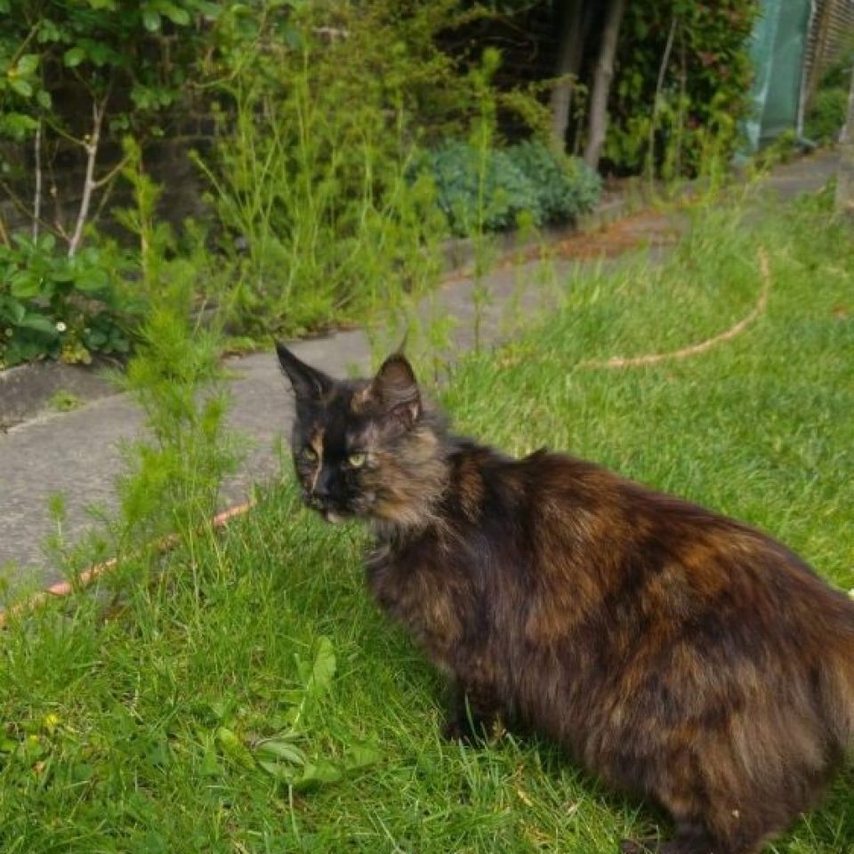 Chat Trouve A Lodelinsart Animalweb Chat Trouve A Lodelinsart Animalweb