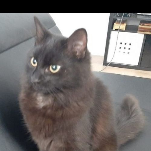 BE228430 - Apollo - Chat perdu - Tourinnes-Saint-Lambert AnimalWeb