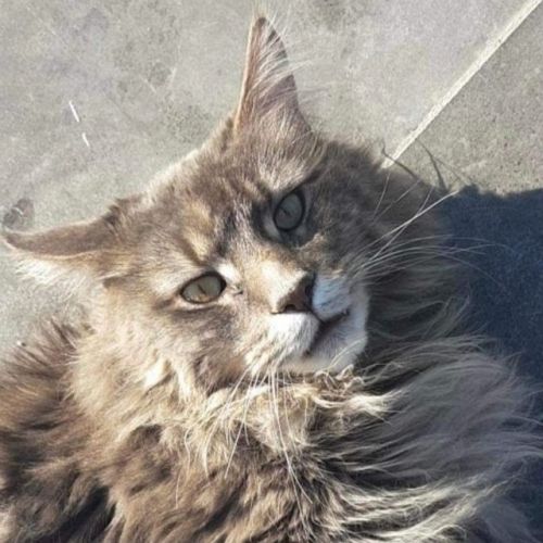 BE228433 - Achille - Chat perdu - Saint-Hadelin AnimalWeb