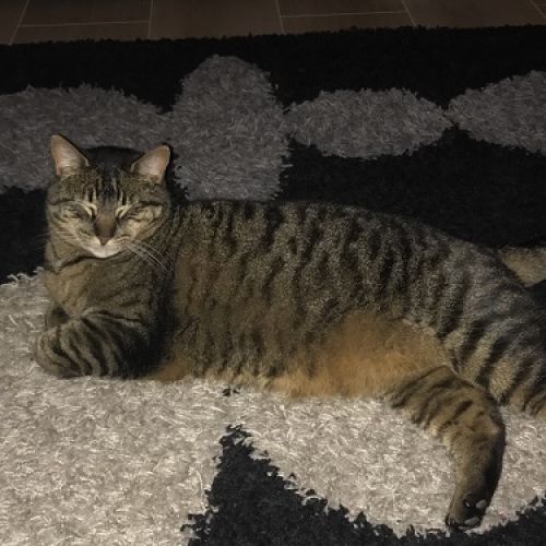 BE228439 - Tissu - Chat perdu - Soignies AnimalWeb