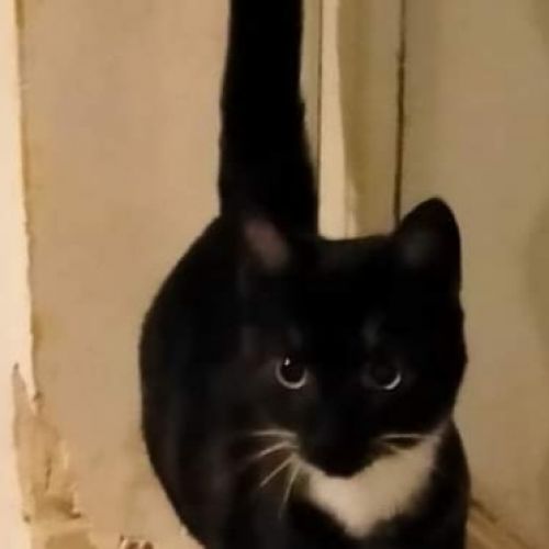 BE228440 - Chat trouvé - Berchem-Sainte-Agathe AnimalWeb