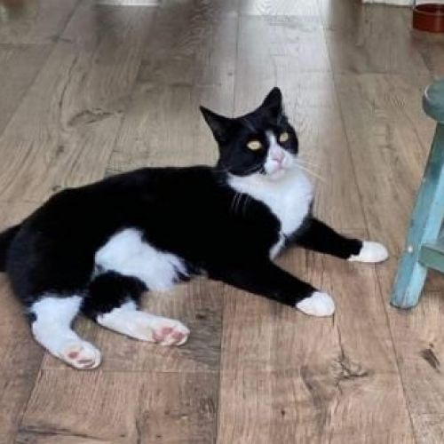 BE228443 - Menchi - Chat perdu - Saint-Servais AnimalWeb