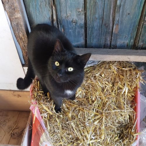BE228462 - Gaston - Chat perdu - Couillet AnimalWeb Belgique