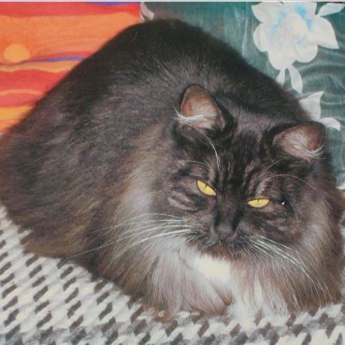 BE228466 - Zora - Chat perdu - Rebaix AnimalWeb Belgique