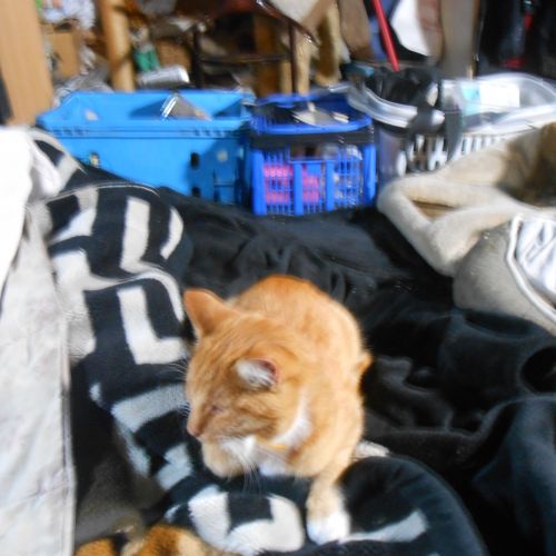 BE228467 - Chat trouvé - Molenbeek-Saint-Jean AnimalWeb Belgique