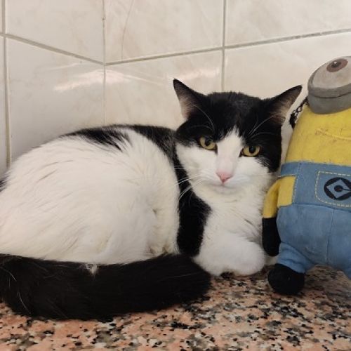 BE228475 - Kyky - Chat à Adopter - Anderlecht AnimalWeb Belgique