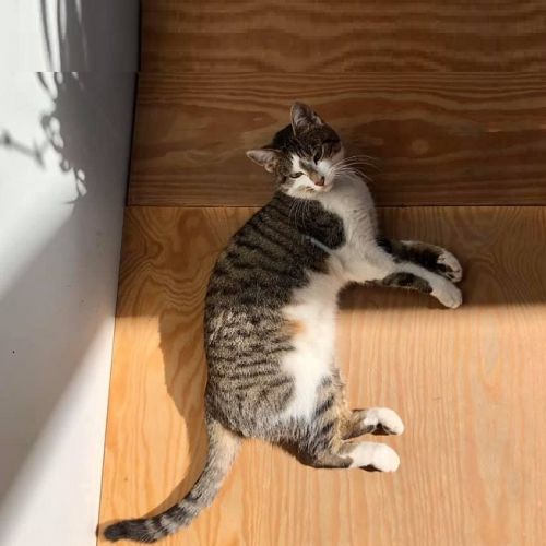 Kitty Kitty