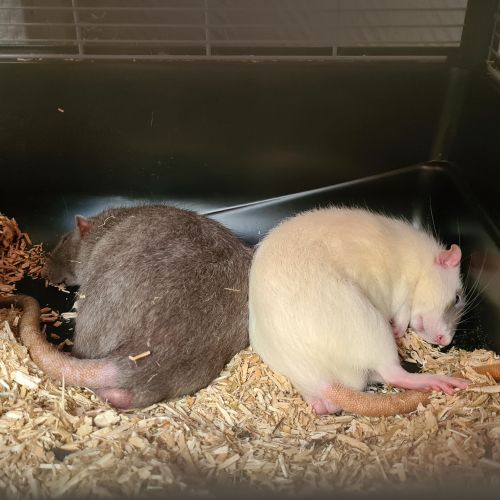 BE228493 - Speedy et Bidou - rats à Adopter - Seraing AnimalWeb Belgique