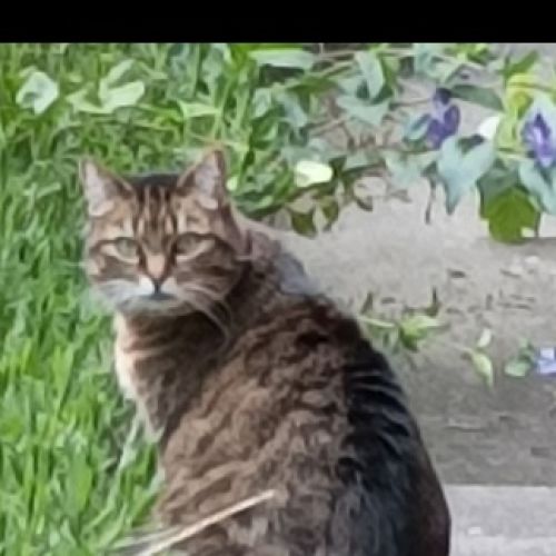 BE228497 - Doudoune - Chat perdu - Rosoux AnimalWeb Belgique