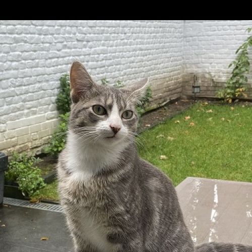 BE228502 - Grizzou - Chat perdu - Jette AnimalWeb Belgique