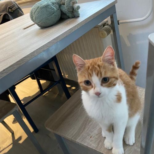 BE228506 - Ciri - Chat perdu - Chastre AnimalWeb Belgique