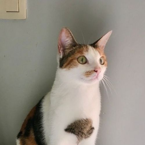 BE228508 - Stella - Chat perdu - Angleur AnimalWeb Belgique
