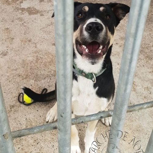 BE228509 - Alfi - Chien à Adopter - Maisières AnimalWeb Belgique
