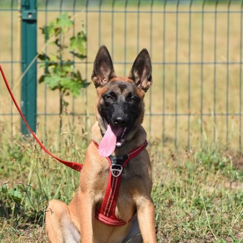 BE228511 - Casper - Chien à Adopter - Maisières AnimalWeb Belgique