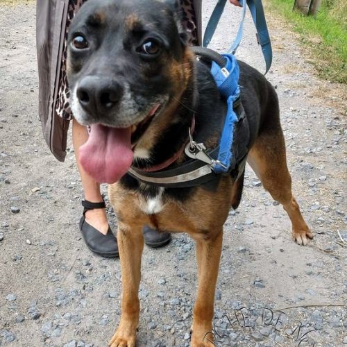 BE228515 - Julius - Chien à Adopter - Maisières AnimalWeb Belgique