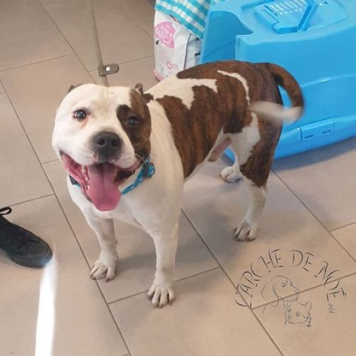 BE228516 - Junior - Chien à Adopter - Maisières AnimalWeb Belgique