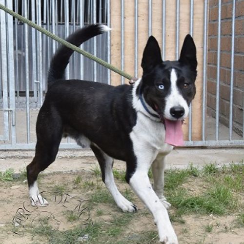 BE228517 - Karl - Chien à Adopter - Maisières AnimalWeb Belgique