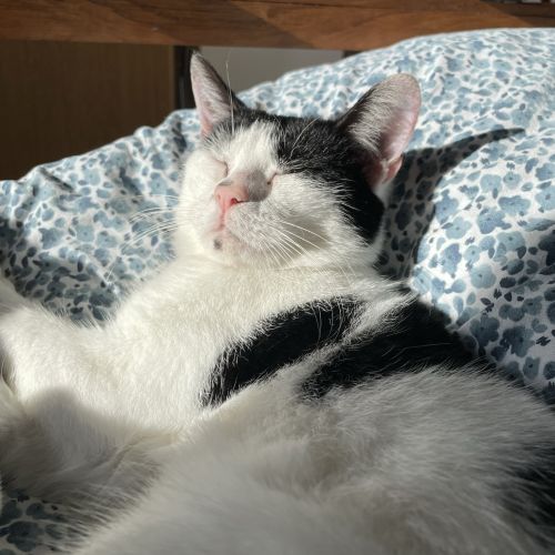 BE228524 - Zed - Chat perdu - Mons AnimalWeb Belgique