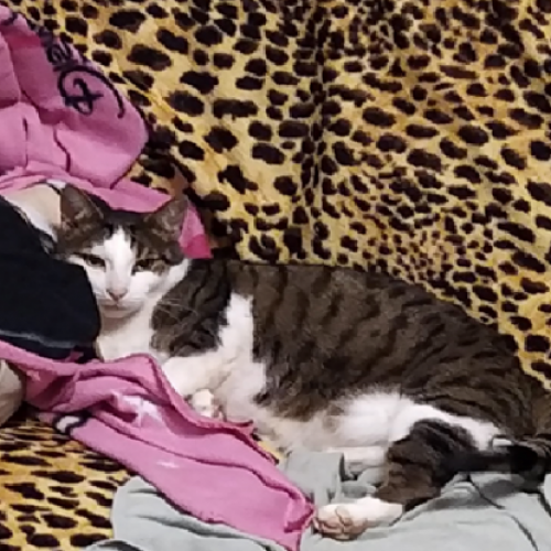 BE228528 - Lucky - Chat perdu - Jalhay AnimalWeb Belgique